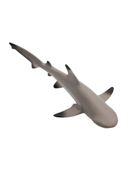 Żarłacz (Carcharhinus melanopterus)