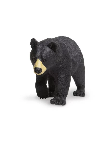 Niedźwiedź czarny