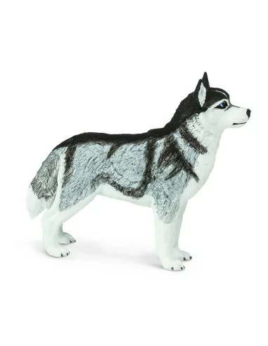 Husky syberyjski