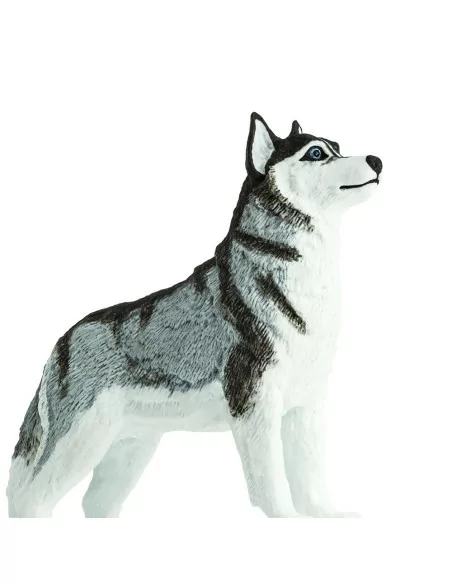 Husky syberyjski
