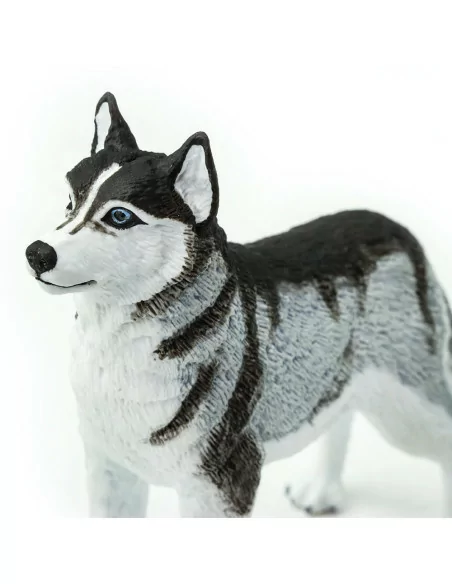 Husky syberyjski
