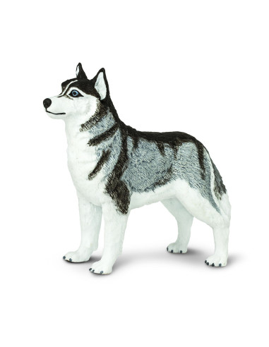 Husky syberyjski