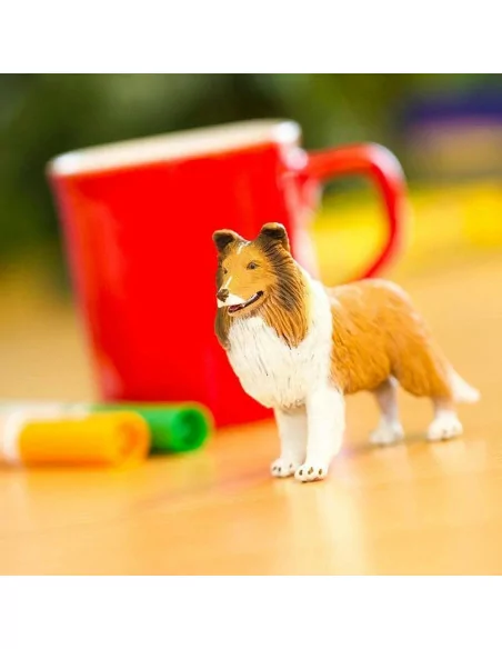 Owczarek szkocki długowłosy - Collie