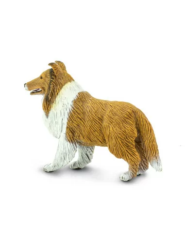 Owczarek szkocki długowłosy - Collie