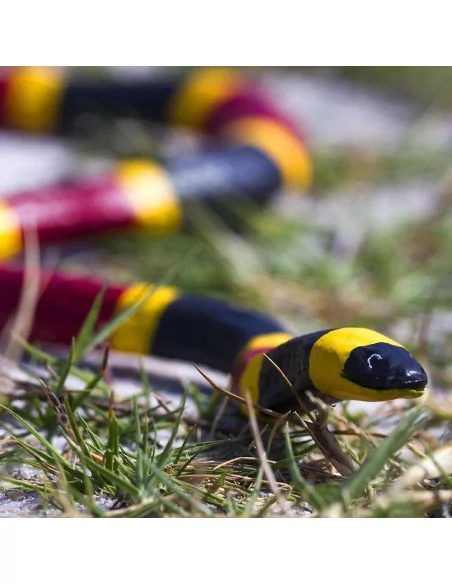 Wąż koralowy arlekin