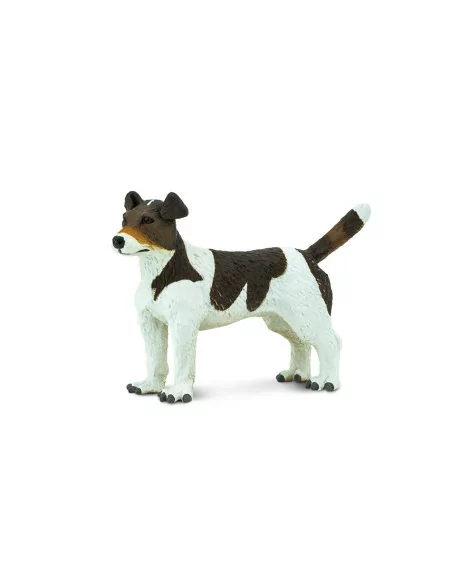 Jack Russell terrier