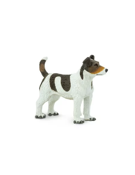 Jack Russell terrier