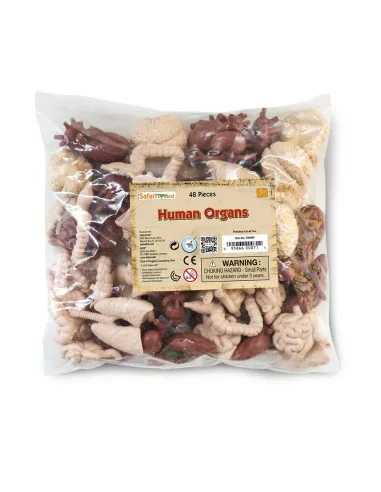 Zestaw replik ludzkich organów