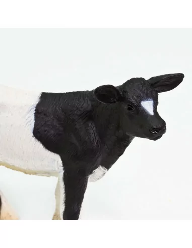 Cielę rasy holsztyno-fryzyjskiej