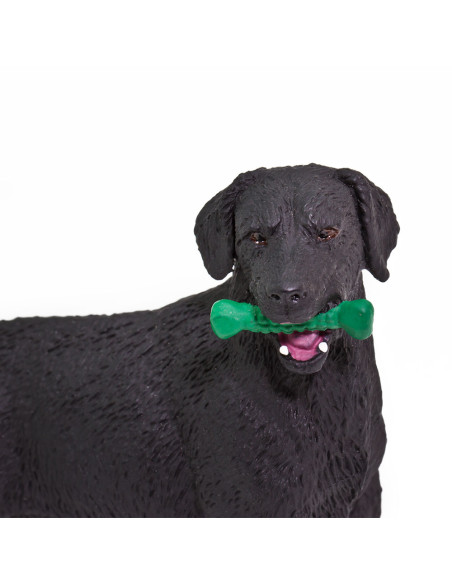 Czarny labrador