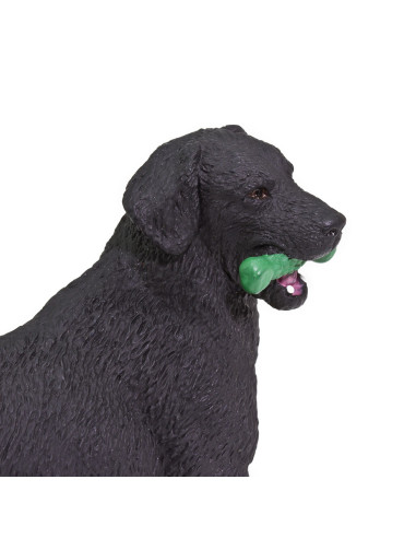 Czarny labrador