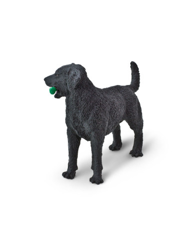 Czarny labrador