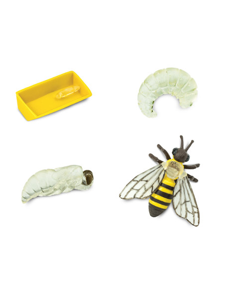 Cykl życia pszczoły