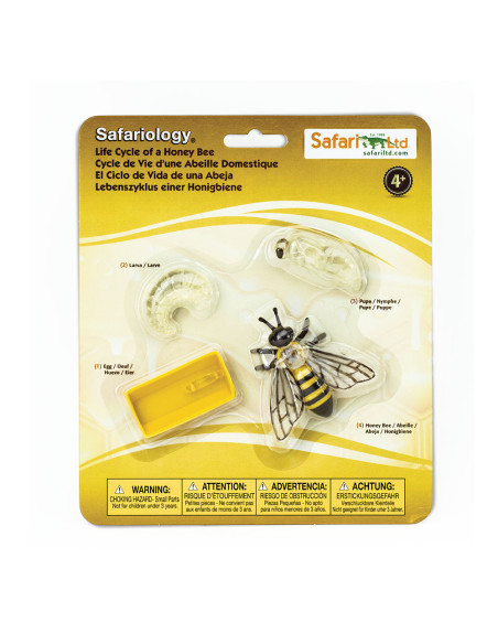 Cykl życia pszczoły