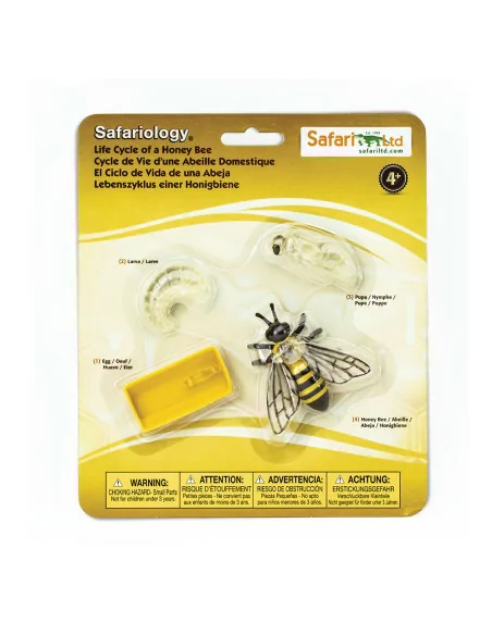 Cykl życia pszczoły