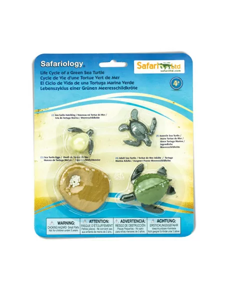 Cykl życia żółwia morskiego