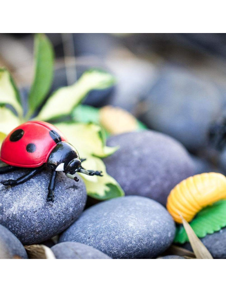 Cykl życia biedronki