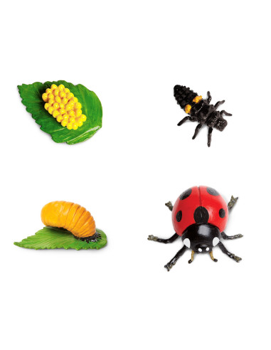 Cykl życia biedronki