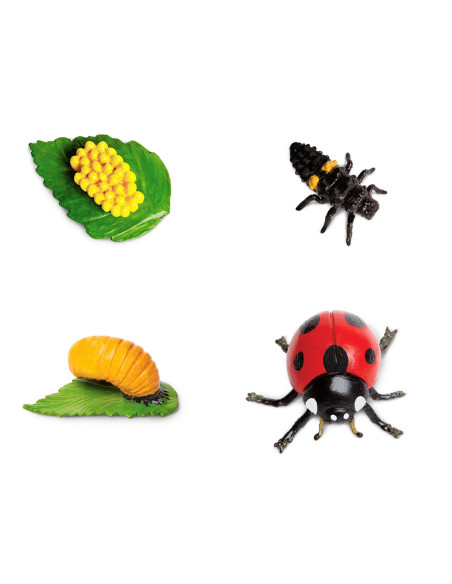 Cykl życia biedronki