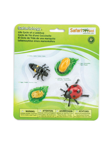 Cykl życia biedronki