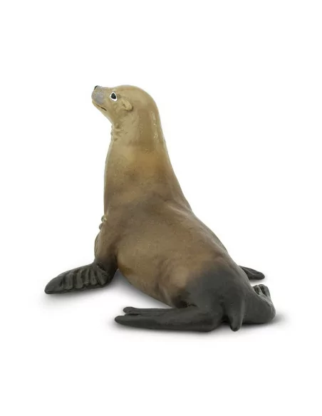 Uchatka kalifornijska