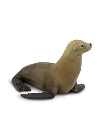 Uchatka kalifornijska