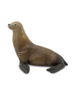 Uchatka kalifornijska