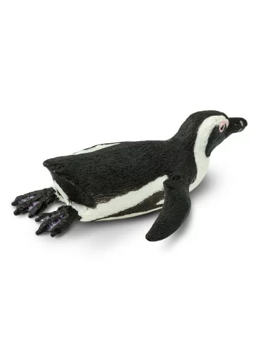 Pingwin przylądkowy