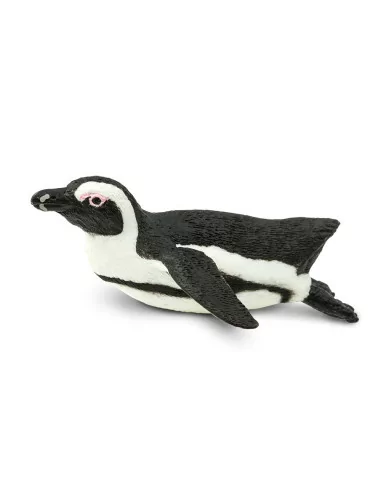 Pingwin przylądkowy