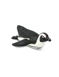 Pingwin przylądkowy