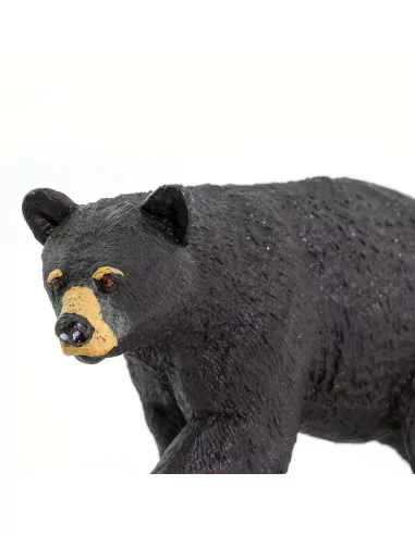 Niedźwiedź czarny