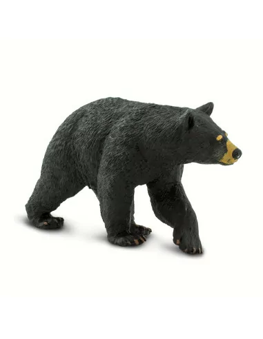 Niedźwiedź czarny