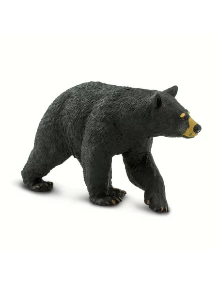 Niedźwiedź czarny
