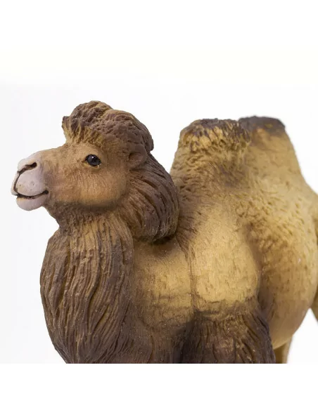 Wielbłąd dwugarbny