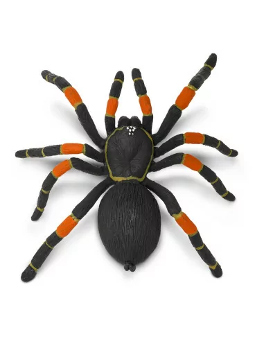 Brachypelma smithi (ptasznik)