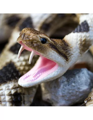 Grzechotnik diamentowy