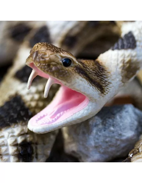 Grzechotnik diamentowy