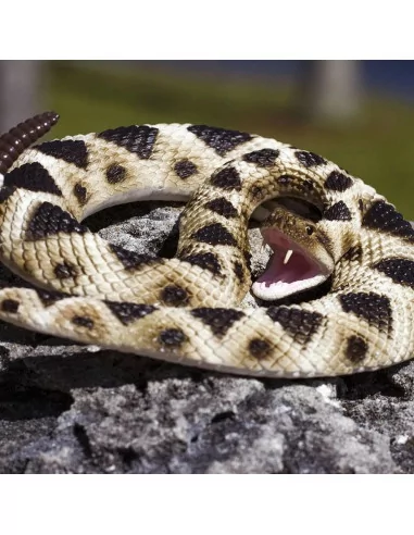 Grzechotnik diamentowy