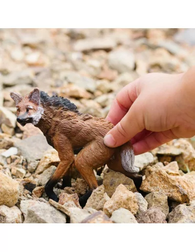 Pampasowiec grzywiasty