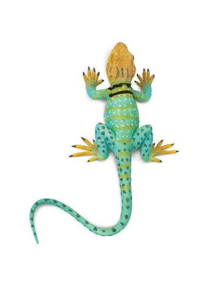 Jaszczurka - Legwan obrożny