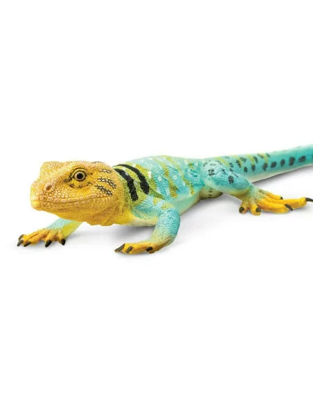 Jaszczurka - Legwan obrożny