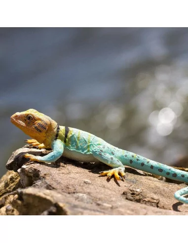 Jaszczurka - Legwan obrożny