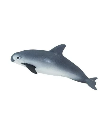 Morświn kalifornijski