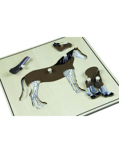 Puzzle ze zwierzętami - Szkielet konia