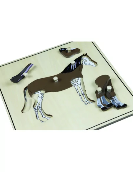 Puzzle ze zwierzętami - Szkielet konia