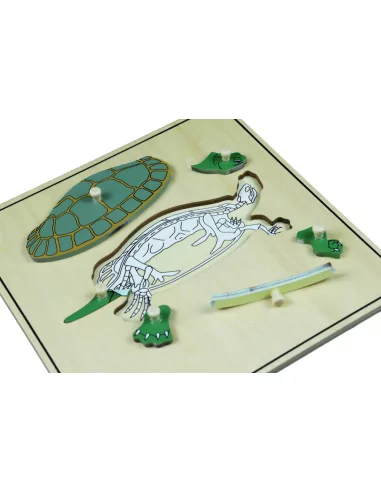 Puzzle ze zwierzętami - Szkielet żółwia