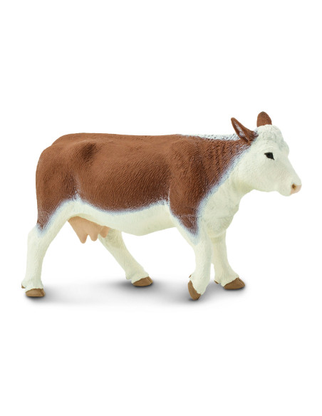Krowa rasy Hereford