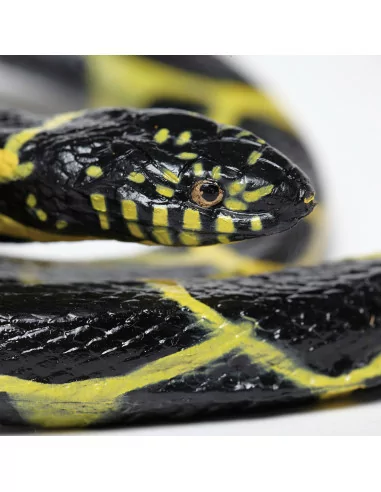 Lancetogłów królewski