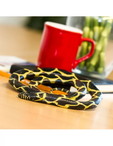 Lancetogłów królewski