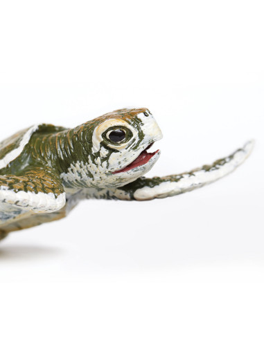 Młode żółwia zatokowego